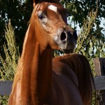 SONY DSC