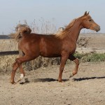 SONY DSC