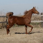 SONY DSC