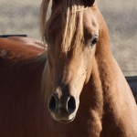 SONY DSC