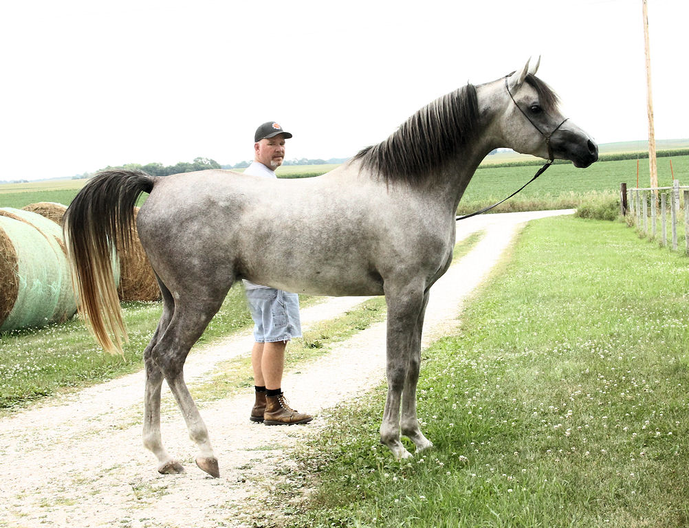 Sold Horses | Valiant Arabians