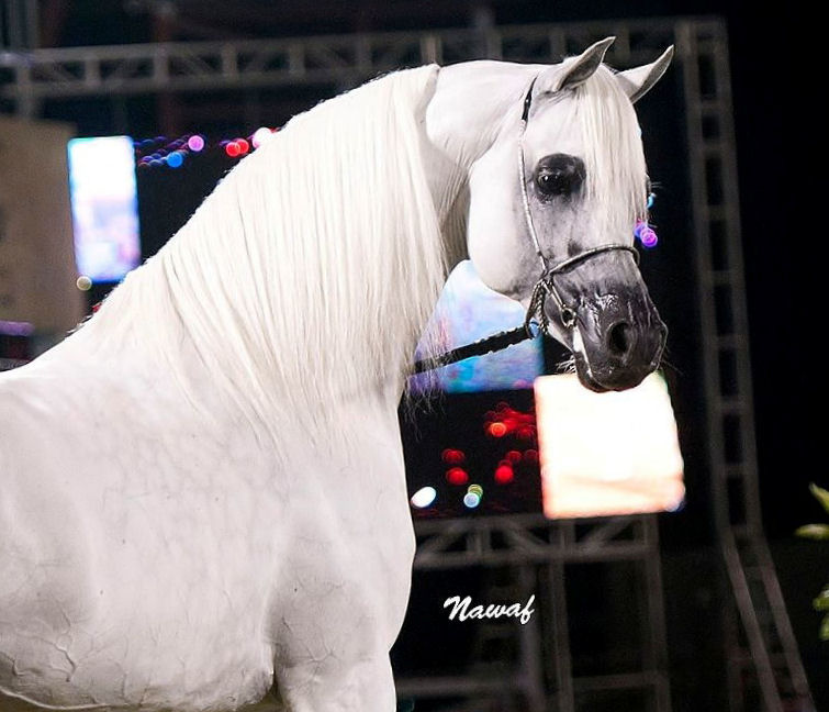 Sold Horses | Valiant Arabians