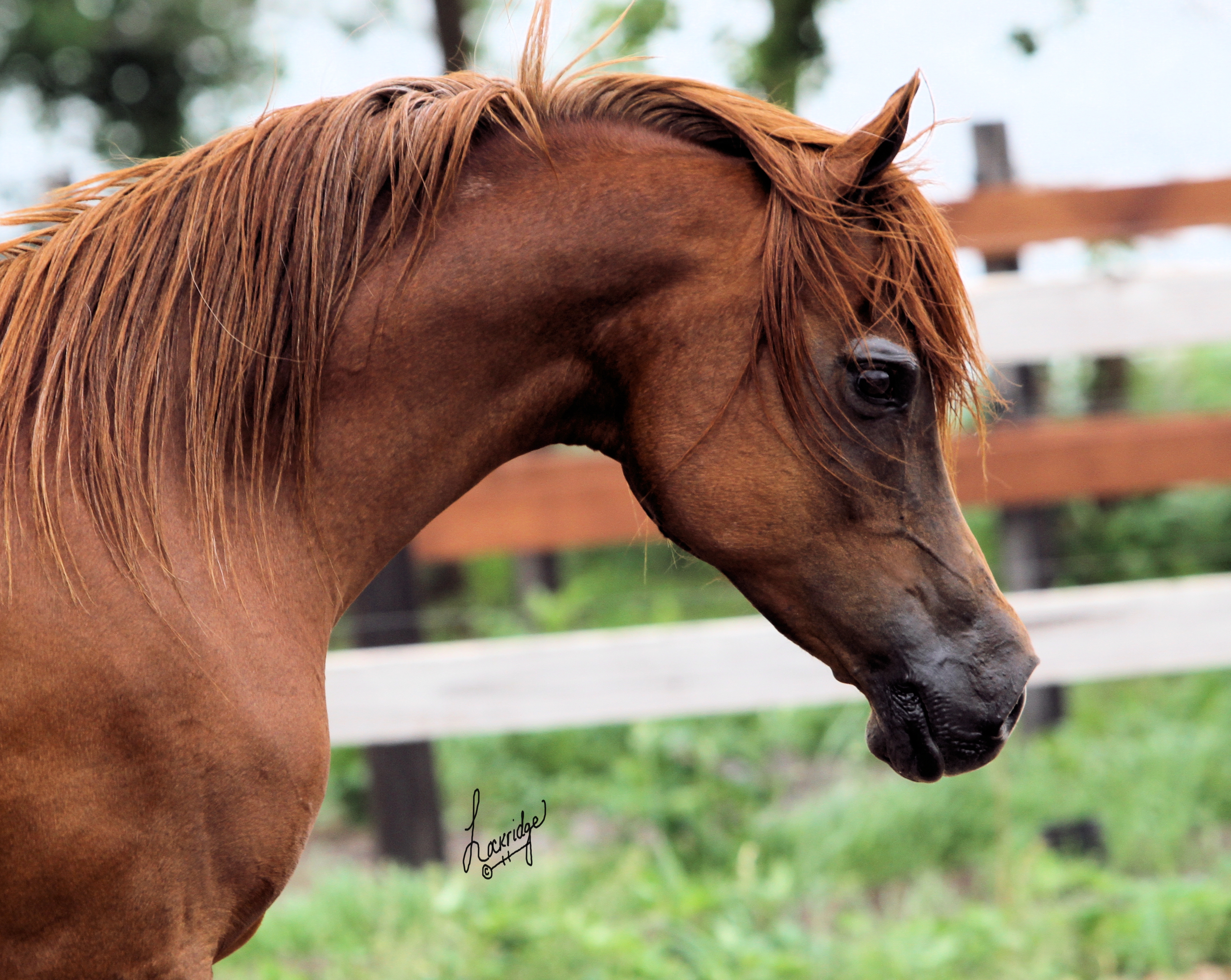 Лошадка м. Арабская лошадь. Лошадь м. Красивый коричневый конь породистый. Арабская лошадь фото.